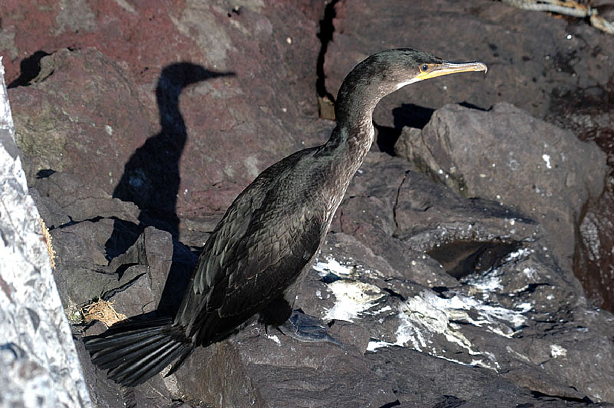 Rishiri cormorant on the rocks