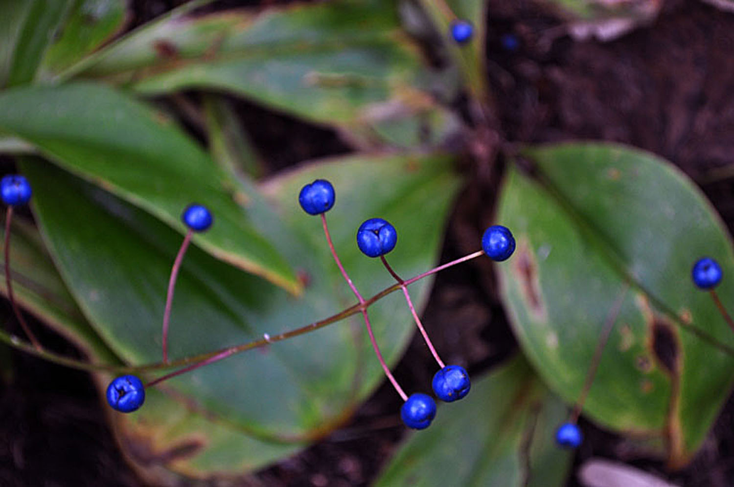 tsubameomoto- 'blue-fruit-plant'