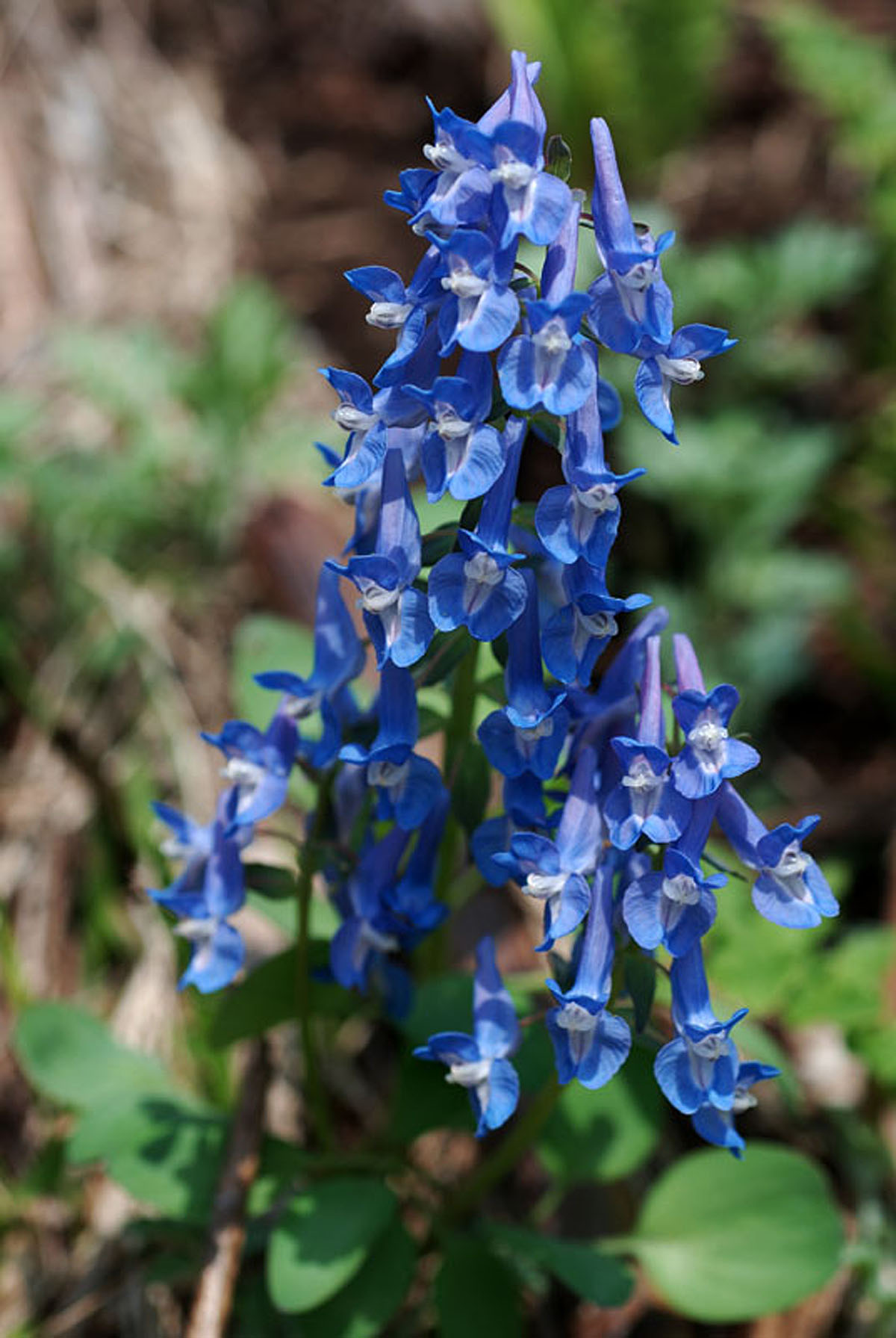 2012-05-06-ezo-engosaku