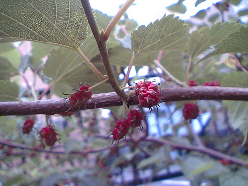 Japanese Mountain Mulberry