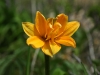 Rishiri Day Lily June 2011