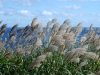 Susuki "silver" grasses in autumn on Rishiri