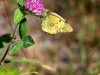 Autumn butterfly, Rishiri Is.