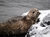 Rishiri Seal on the Rocks 2011