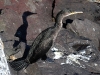 Rishiri cormorant on the rocks