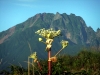 Ezo-nyuu and Mt. Rishiri