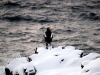 Sea Eagle, Rishiri Island