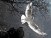 Rishiri seagull