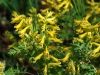 Rishiri Island wildflower